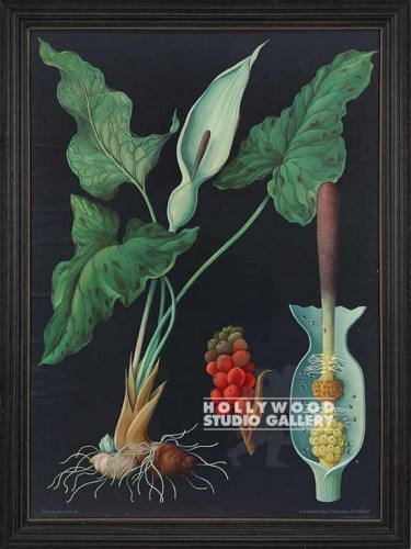 50X37 ANTQ.BOTANICAL-CALLA-BLK B.G.
