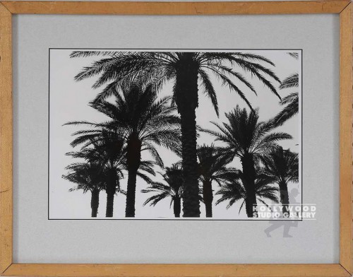 B/W Fowler/Palm Tree Photo      CIA
