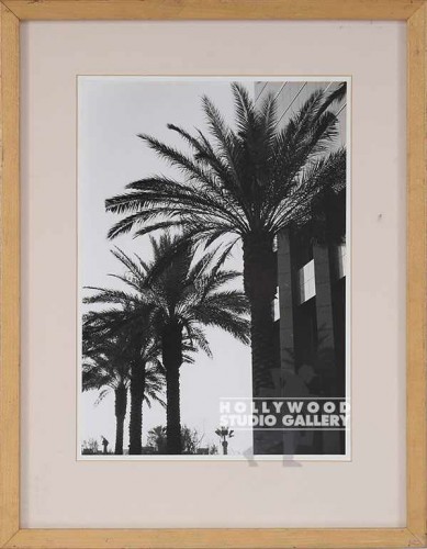 18x14 FOWLER BXW PALM TREE PHOTO/WD