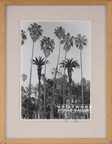 18x14 FOWLER BXW PALM TREE PHOTO/WD