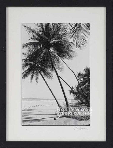 17X14BARNES/ B/W MAYARO PALMS