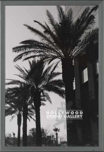 24x17 FOWLER B/W PALMS-ARCHI/NO MAT