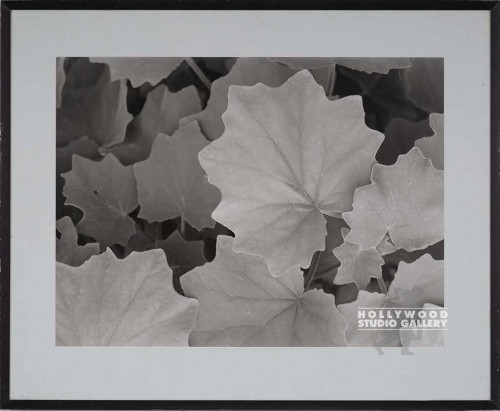 25X31 RF B/W PLANT LEAVES CLOSE-UP