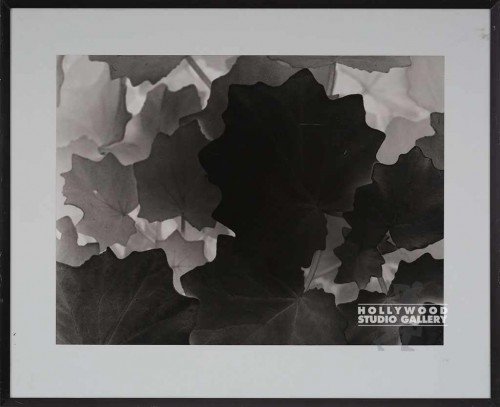 25X31 RF B/W PLANT LEAVES- NEGATIVE