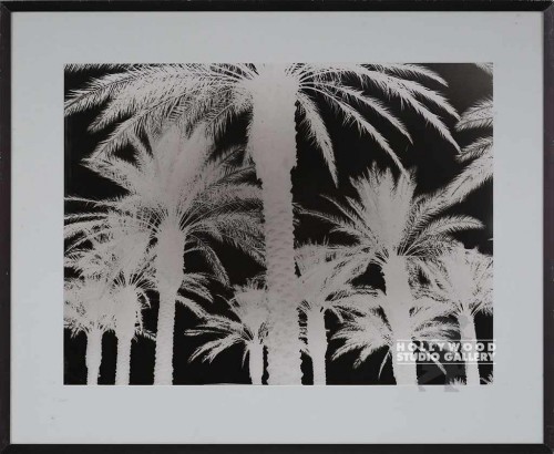 25X31  RF B/W PALM TREES - NEGATIVE