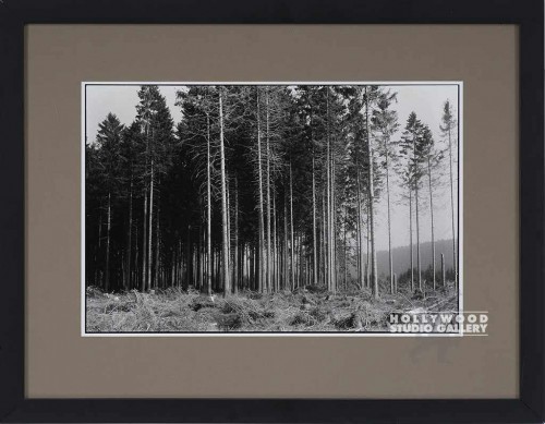 20X26 RF B/W BLK.FOREST TREES/ BLK