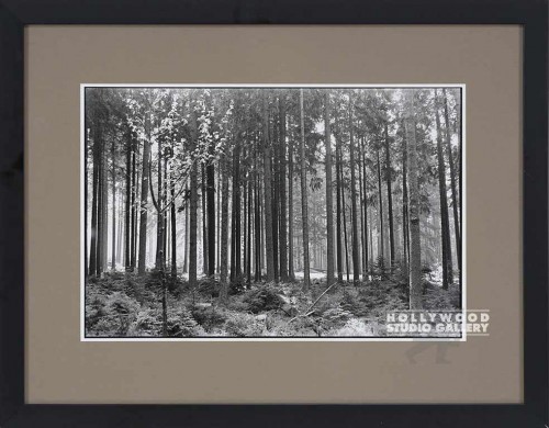 20X26 RF B/W BLK.FOREST TREES / BLK