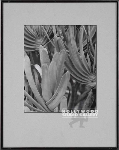 15x12 FOWLER B/W PLANT DETAIL FOTO