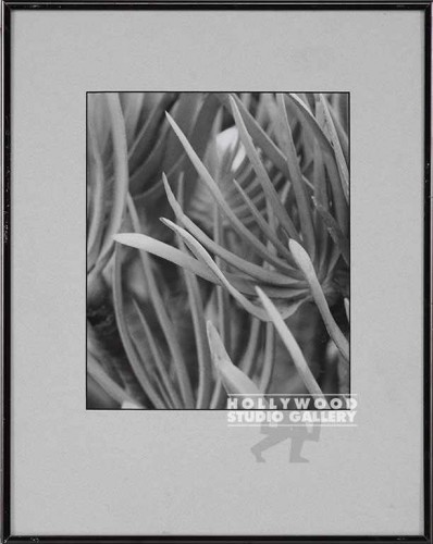 15x12 FOWLER B/W PLANT DETAIL FOTO