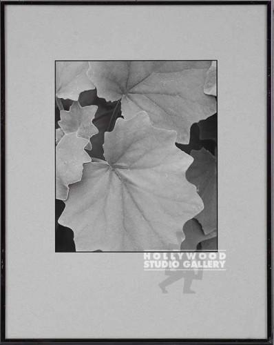 15x12 FOWLER B/W PLANT DETAIL FOTO