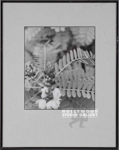 15x12 FOWLER B/W PLANT DETAIL FOTO