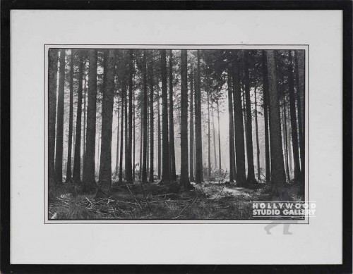 21x26 B/W Trees Photograph/Framed