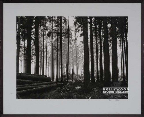 25X31 RF B/W BLK FOREST TREES PHOTO