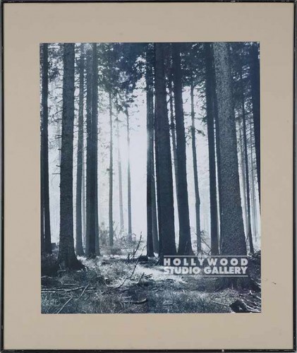30x25 B/W Birch Trees Print