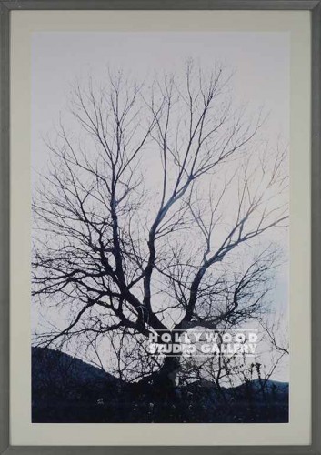 42X30JJ/COLOR TREE PHOTO