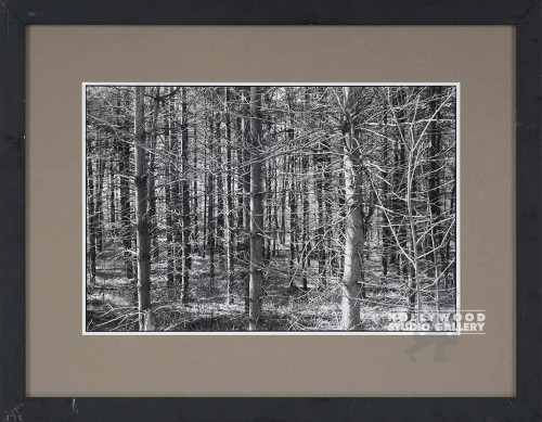 20X26 FOWLER B/W PA. TREES/ BLK FRM