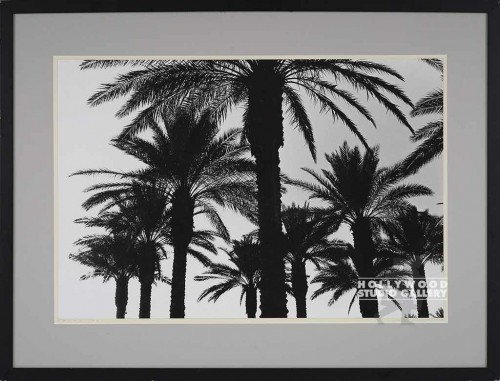 33x43 B/W Fowler Palms Photo    CIA