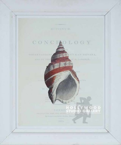 31X26 CONCHOLOGY-SEASHELL-BUC/WHT