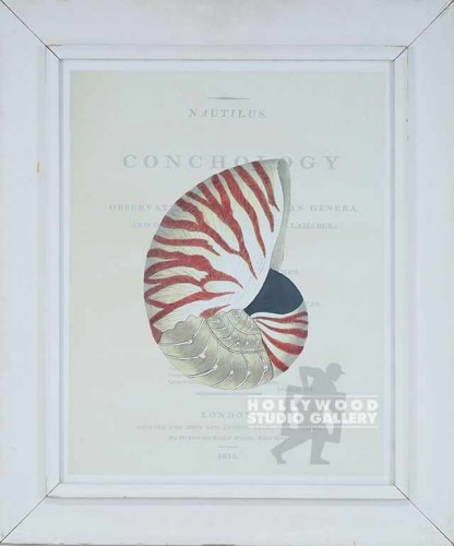 31X26 CONCHOLOGY-SEASHELL-NAU/WHT