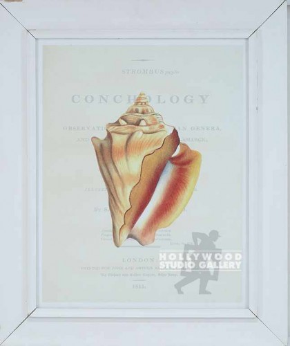 31X26 CONCHOLOGY-SEASHELL-STRO/WHT