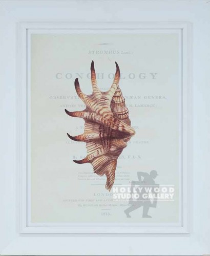 31X26 CONCHOLOGY-SEASHELL-STR/WHT