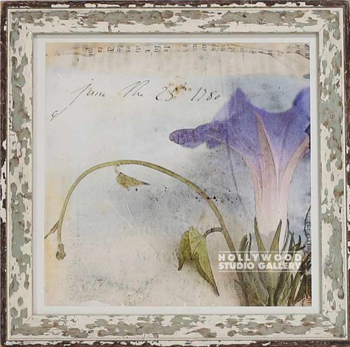 16X16 SCHRACK MORNING GLORY1/W.WASH