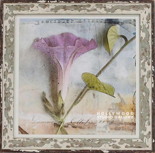 16X16 SCHRACK MORNING GLORY2/W.WASH