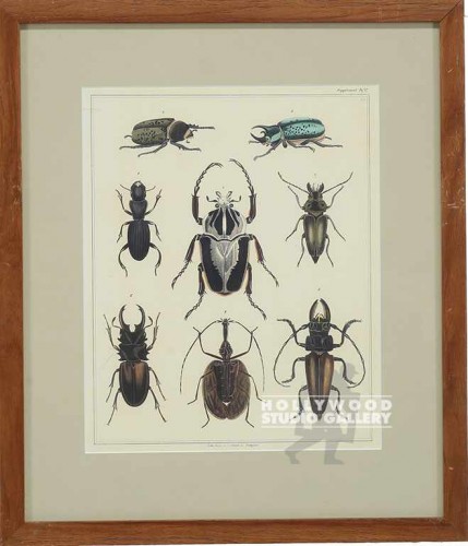 18X16 PANTEEK BEETLES-DUPE/PECAN SQ