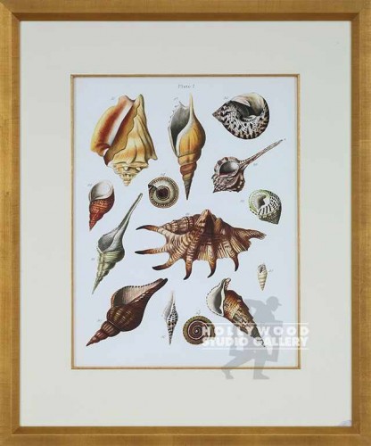 27X23 GI PLATE 7-SEASHELLS/GOLD FRM