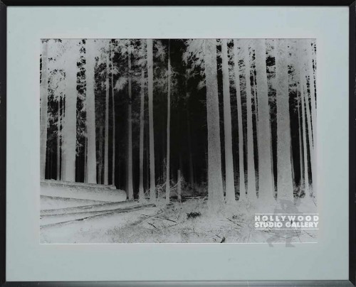 25X31 RF B/W BLK FOREST - NEGATIVE