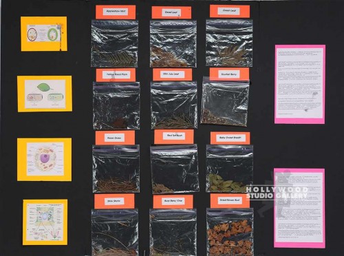 PLANT SAMPLES PROJECT