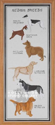31X13 GI ARTLAB MED.BREEDS DOGS WD