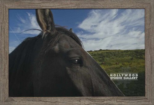 23X34 HABER HORSEHEAD CLOSEUP