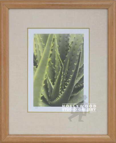 25X21 UTAY CACTUS DETAIL-SPIKEY