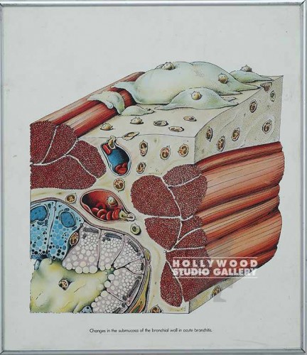 20x17 Skin Cells Framd Medical Slvr