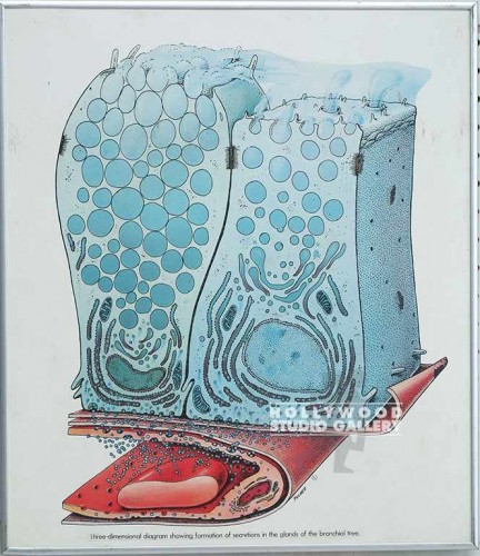 20x17 Skin Cells Framd Medical Slvr