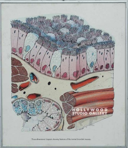 20x17 Skin Cells Framd Medical Slvr