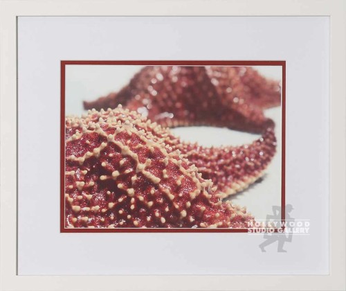 14x16 Gonz Starfish Dtail White Frm