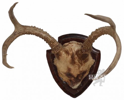 12x6" Antlers