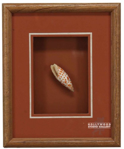 11x9 Shell Box / Brwn Frm