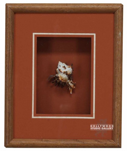 11x9 Shadow Box/Sea Shell