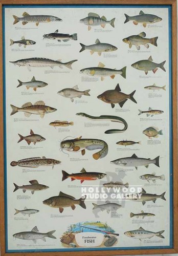 40x28 Fishing Chart