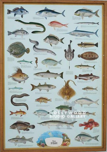 40x28 Fish Chart