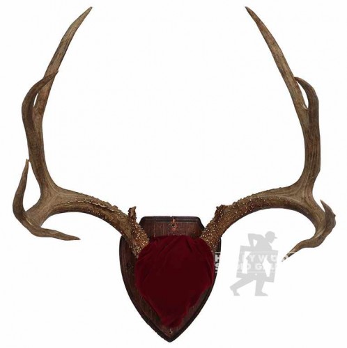 21x7" Antlers