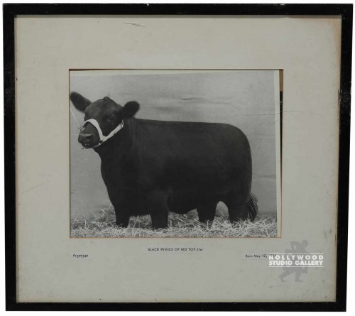 14x15 B/W Bull Photograph