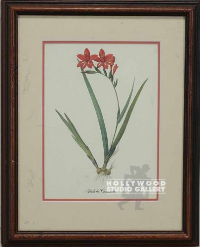 11x13 Botanical Print/Glaiolas