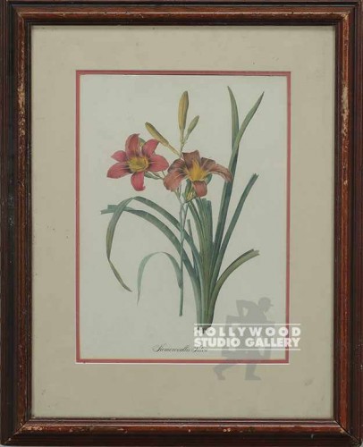 11x13 Botanical Print/Hemerocallis