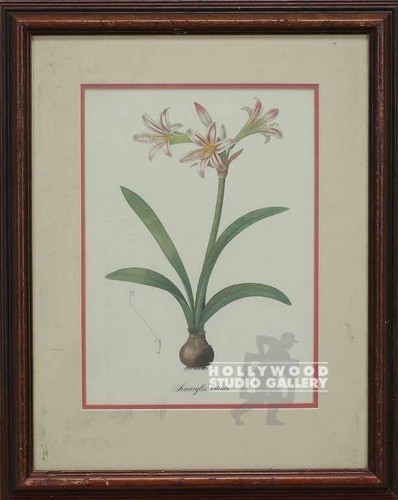 11x13 Botanical Print/Amaryllis