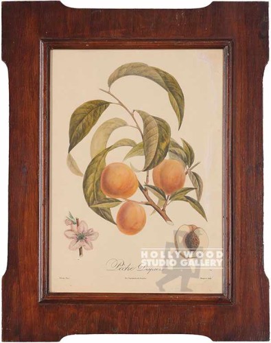20X16 VINT PEACH STUDY