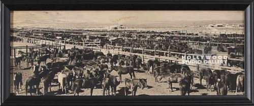 6X15 B W HORSES PHOTO